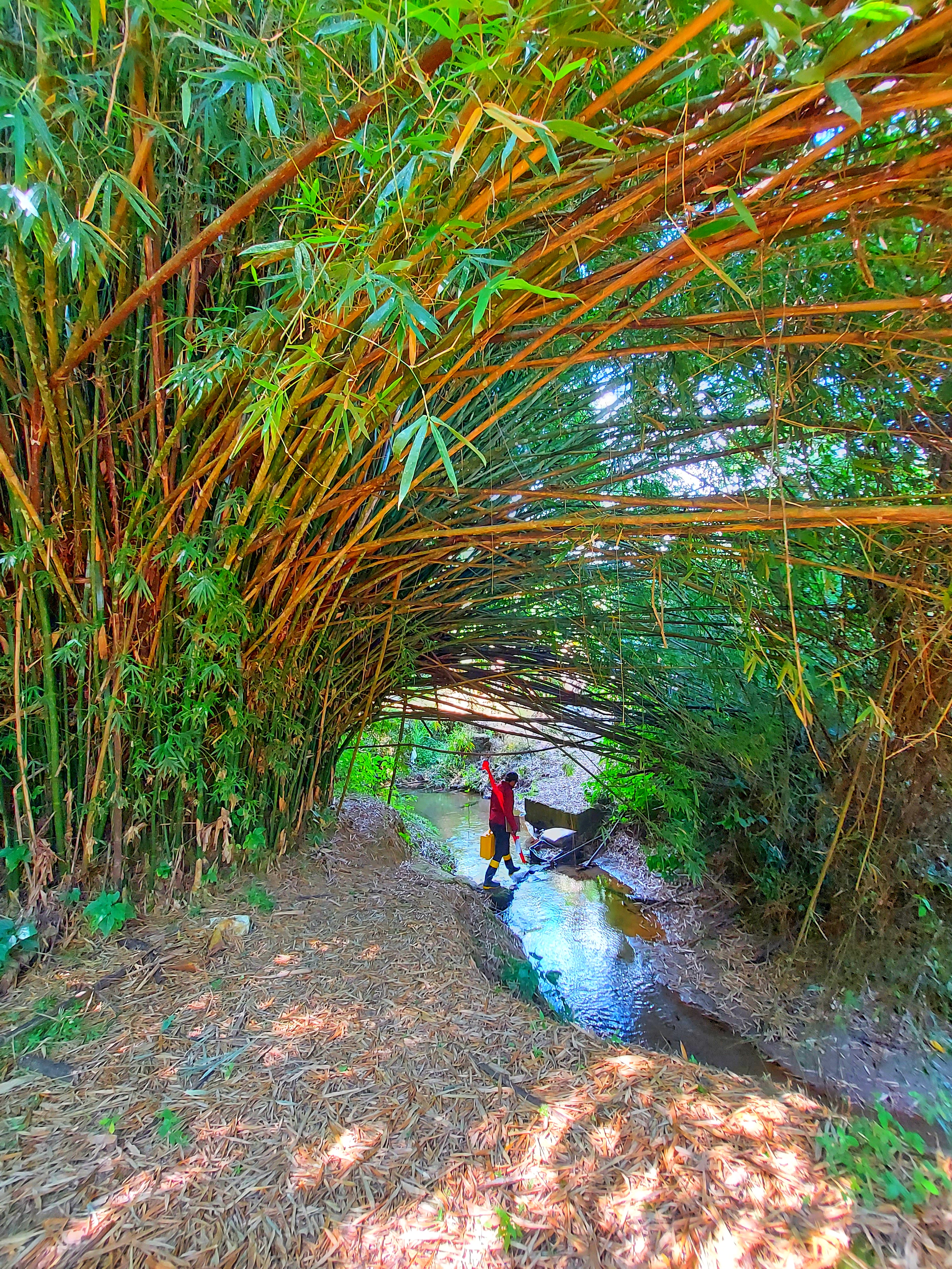 Levantamento em floresta de bambu